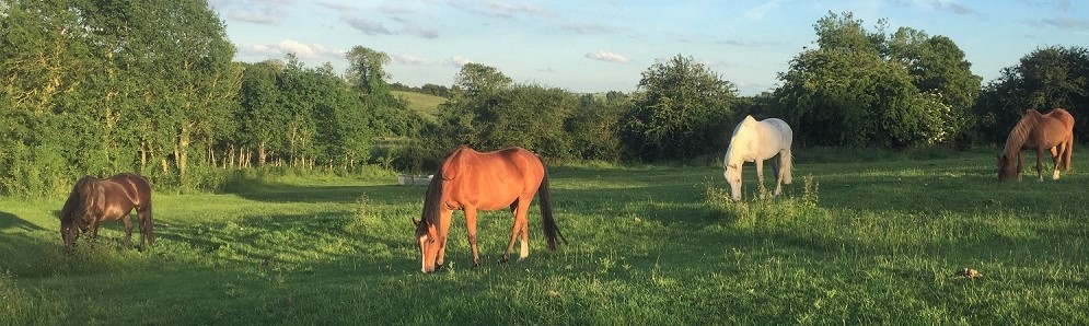 Horses grazing in a field at home